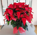 Foto de POINSETTIA GRANDE (PLANTA DE NAVIDAD )